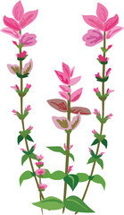 Hand drawn flora illustration on transparent background.