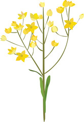 Hand drawn flora illustration on transparent background.