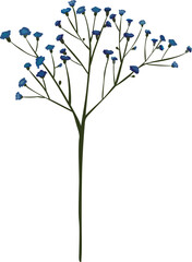 Hand drawn flora illustration on transparent background.