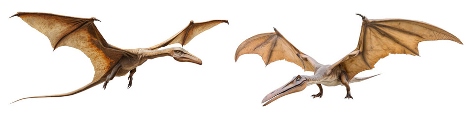 Set of pterodactyl isolated on transparent background.
