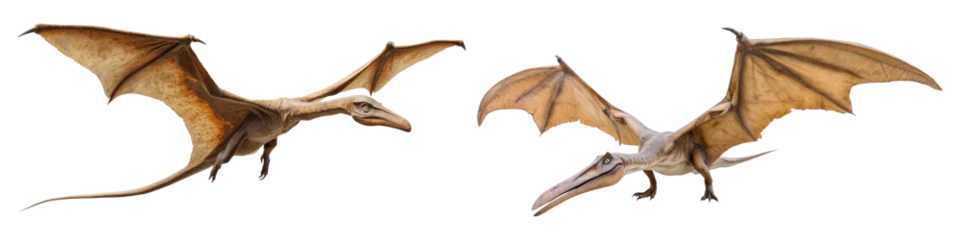 Foto op Canvas Set of pterodactyl isolated on transparent background. © comicsans