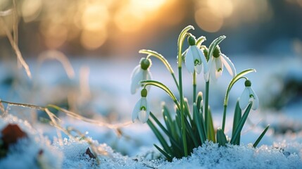 Snowdrops Emerging From Snowy Ground, A Sign of Hope and Renewal - obrazy, fototapety, plakaty