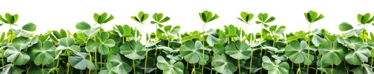 A clover field for St. Patrick's Day isolated on transparent background.