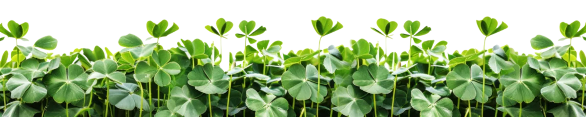 Foto op Canvas A clover field for St. Patrick's Day isolated on transparent background. © comicsans