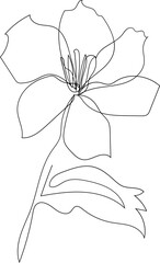 One line drawing floral illustration on transparent background.
