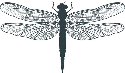 Silhouette of a dragonfly with transparent detailed wings. Outline delicate wings of dragonfly insect. Isolated element.