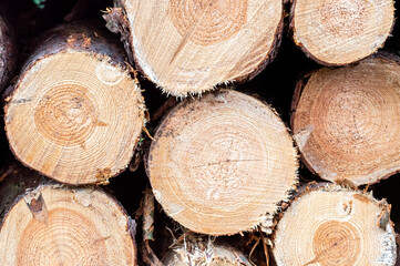 pocięte drewno i drzewa na stosie w lesie © Henryk Niestrój