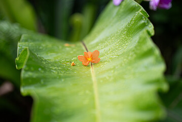 A dropped flower on leaf