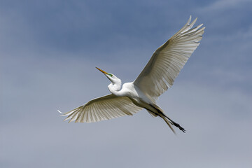 Great Egret adult in flight