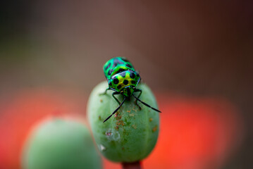 Colorful bug
