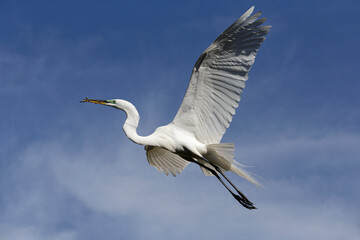 Great Egret adult in flight