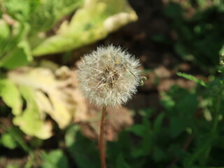 Dandelion in the garden
