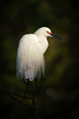 Adult Snowy Egret in full breeding plumage displaying