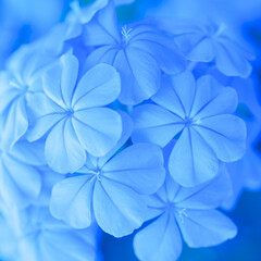Close up of Plumbago Auriculata or Cape Leadwort blue flower.