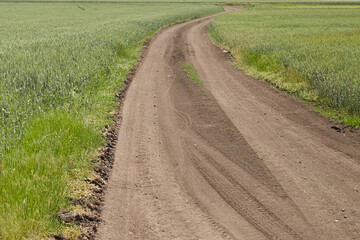 Rural dirt road close-up in green field. Farmland, rural area.
