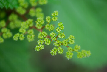 Grass flower