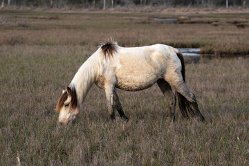 Chincoteague Pony