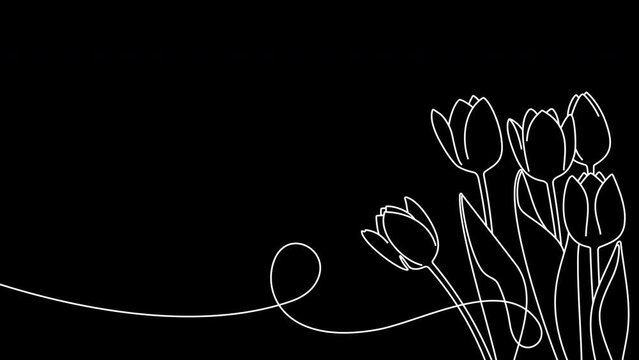 Continuous one line drawing of beautiful spring flowers graphic animation. Alpha channel. Single line art bouquet of tulips on transparent background motion design. 4K resolution