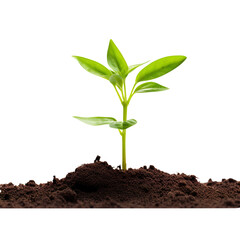young plant growing from soil isolated on transparent background Remove png, Clipping Path, pen tool