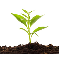 young plant growing from soil isolated on transparent background Remove png, Clipping Path, pen tool