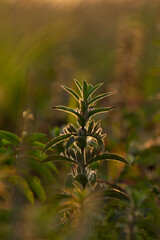  Witness the beauty of nature with this small plant thriving in the middle of a vast field