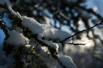 Snow on the branches of trees in the forest in winter, close-up. shallow depth of field
