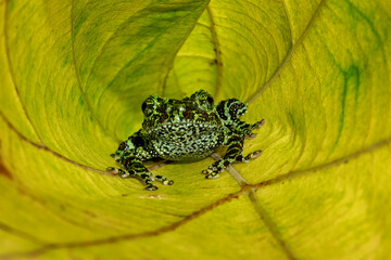 Vietnamese Mossy Frog (Theloderma corticale) or Tonkin Bug-eyed Frog on a yellow leaf.