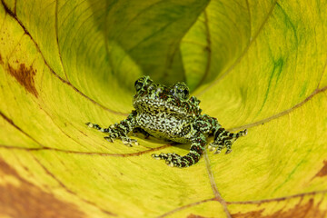 Obraz premium Vietnamese Mossy Frog (Theloderma corticale) or Tonkin Bug-eyed Frog on a yellow leaf.