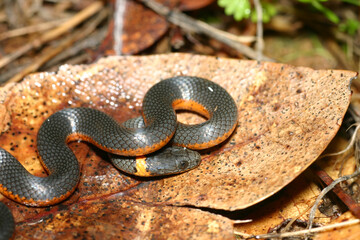 Pacific ringneck snake (Diadophis punctatus amabilis) coiled on a leaf and hiding its head under a coil of its body. 