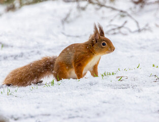 scottish red squirrel in the snow in winter