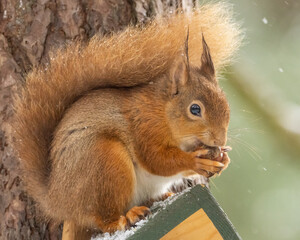 hungry scottish red squirrel in the snow in the forest with a nut