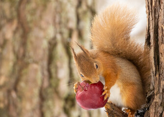 Hungry little scottish red squirrel in the snow eating an apple