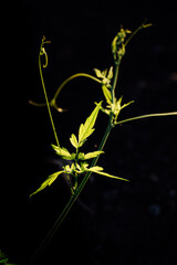 Dive into the mesmerizing world of plants with this captivating close-up shot. The vibrant colors and intricate details will leave you in awe