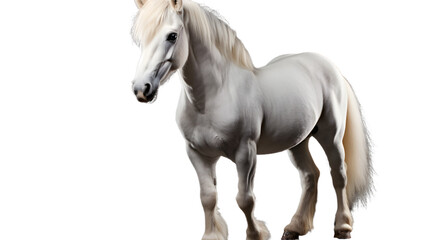 A majestic sorrel mustang horse stands proud and free against a stark black background, its flowing white mane and powerful stance exuding a wild and untamed spirit