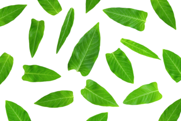 leaf of morning glory isolated. Green leaves pattern