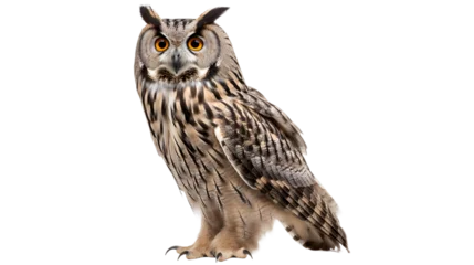Küchenrückwand glas motiv An awe-inspiring screech owl with piercing yellow eyes and a sharp beak commands attention in this close-up wildlife portrait © Daniel