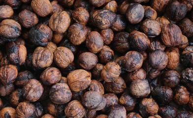 Organic, natural agriculture in the garden of the village house. Hard-shelled walnut fruit from the Juglans regia L. family. Photo of a lot of brown shelled walnuts and nuts in a large chest, basket.
