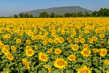 Beautiful sunflower flower blooming in sunflowers field with blue sky background.