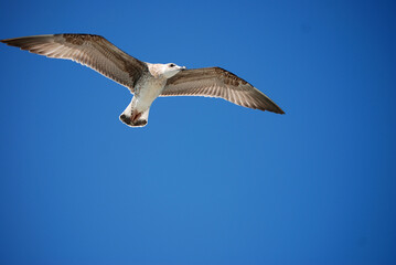 Eine Möwe fliegt vor strahlend blauem Himmel