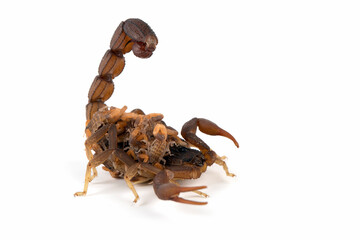 Hottentotta caboverdensis is a species of scorpions of the family Buthidae. 