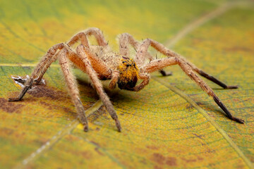 Huntsman spiders are also known as the giant crab spiders, due to the way they look. 