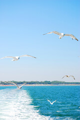 Ein Schwarm Möwen fliegt hinter einem Schiff her.
