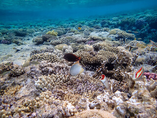 Beautiful sea inhabitants in the coral reef of the Red Sea