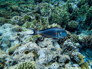 Beautiful sea inhabitants in the coral reef of the Red Sea