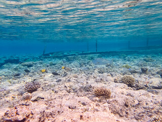 Fototapeta premium Beautiful sea inhabitants in the coral reef of the Red Sea