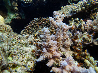 Beautiful sea inhabitants in the coral reef of the Red Sea
