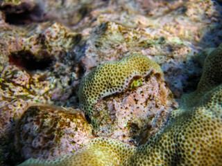 Beautiful sea inhabitants in the coral reef of the Red Sea