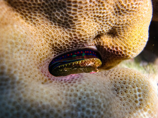 Beautiful sea inhabitants in the coral reef of the Red Sea