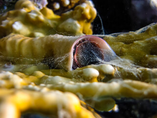 Beautiful sea inhabitants in the coral reef of the Red Sea