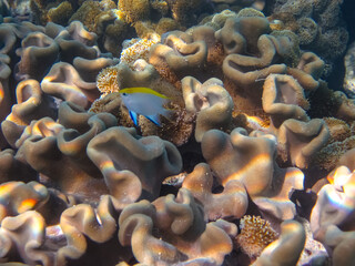 Beautiful sea inhabitants in the coral reef of the Red Sea